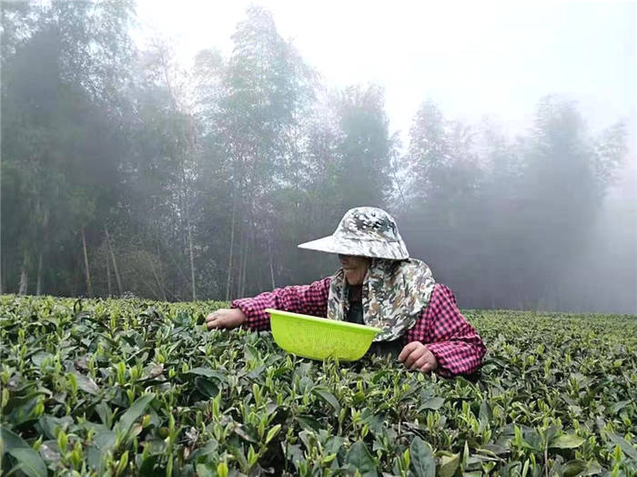 关于福鼎：鹳鸟山白茶全方位扶持茶农 助力乡村振兴的信息(4)