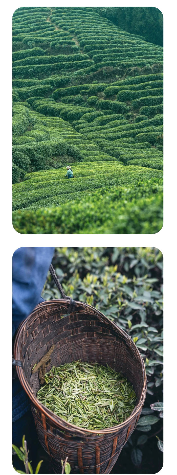 有关于2021年长三角春茶茶情通报（第二期）的最新信息(2)