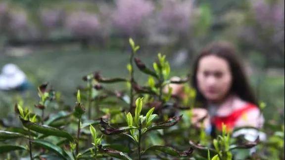 关于安顶山的高山茶园：高山云雾茶采收，多举措助力茶农增收的资讯(2)