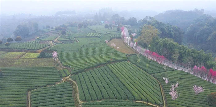 有关于雅安海棠村：穿越茶乡古镇 追逐大地掌纹的消息(4)