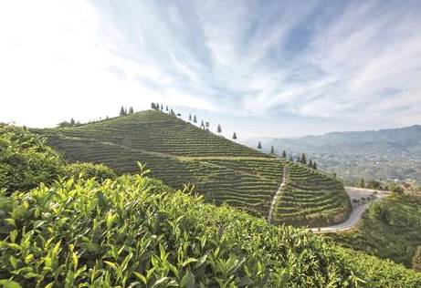 有关于富硒生态茶叶产业发展进入提质增效快车道的新闻