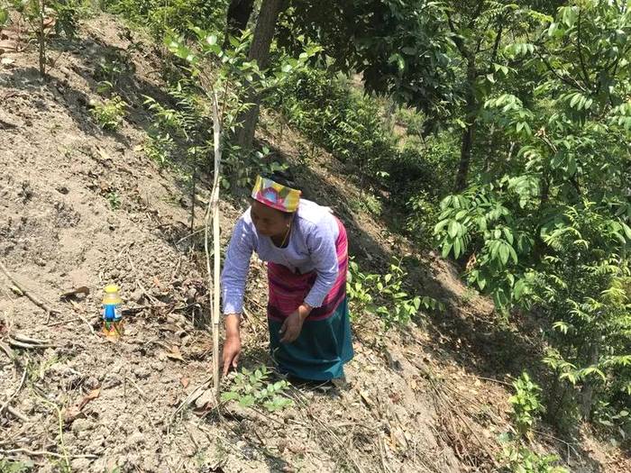 关于勐海县布朗山乡：守住绿水青山，才能有好茶山的热门信息(7)