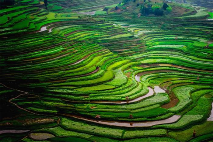 关于贵州：茶，“鲜”从何来？万达丹寨茶园的茶滴滴香浓的最新信息(2)