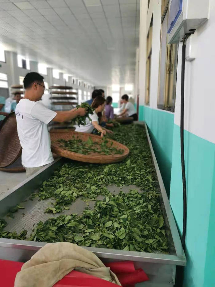 关于紫阳县狠抓夏季茶园管理，强化组织生产延链促增收的新闻(10)