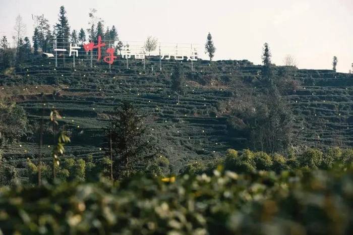 关于雅安：来！茶海冲浪 杯中有你 追逐春天的丝滑的最新消息(5)