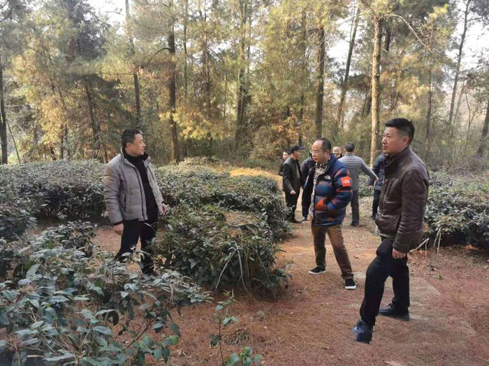 有关于四川省茶叶行业协会一行调研广安茶产业发展规划的最新资讯(9)