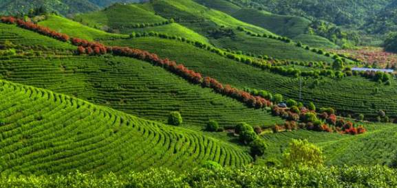 关于靖安县：开展茶园绿色防控，推进茶产业发展的最新资讯