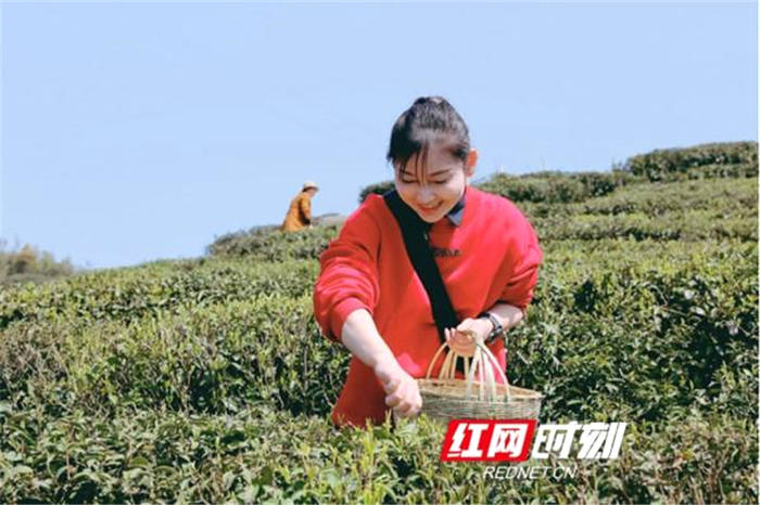 关于湖南长沙：“小茶叶”做出黑麋峰乡村振兴“大文章”的信息(1)
