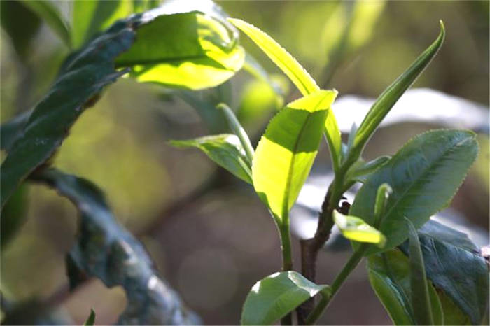 有关于2021年春茶消费需求旺盛 冰岛春茶准备采摘 新式茶饮渐成社交新名片的最新消息(6)