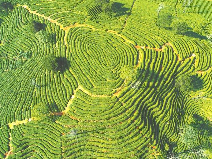 关于茶园生产 茶叶机械化难题 还要研推结合的信息(1)