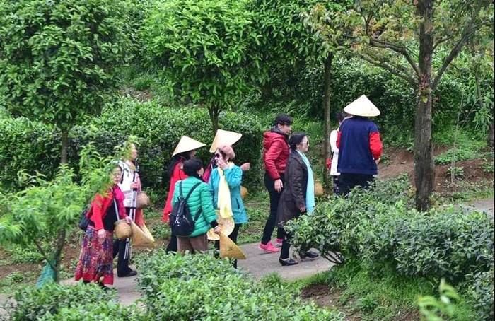 有关于人民网镜头下的贵州丹寨：茶产业融合发展助力乡村振兴的热门资讯(9)