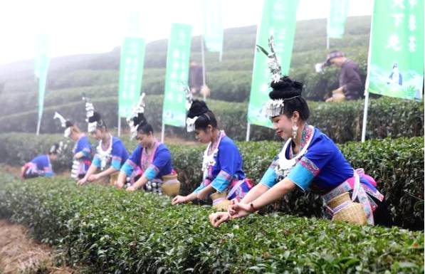 有关于雨水时节话春茶，快来看看全国各地开采春茶的最新情况吧的热门新闻(1)