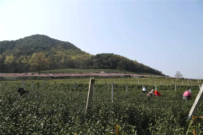 有关于2021“平水日铸”开茶仪式暨新茶上市新闻发布会今日召开的最新信息(11)