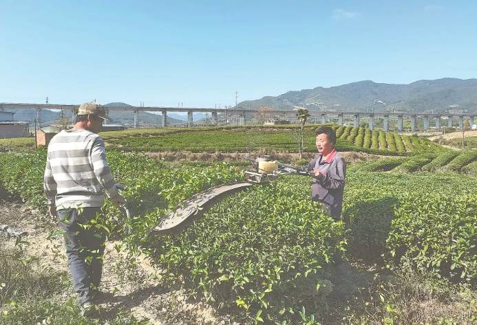 关于茶园生产 茶叶机械化难题 还要研推结合的信息(4)