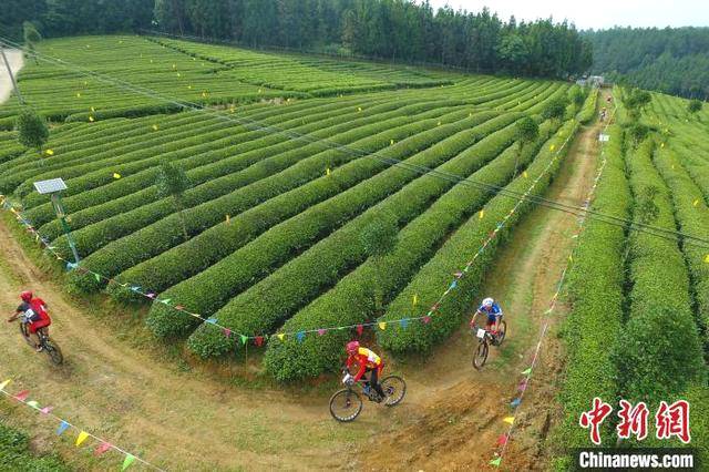 关于贵州茶叶出口金额超2亿美元 成贵州第一大出口农产品的信息