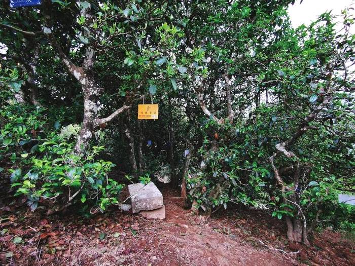 关于探访云南省临沧市双江县冰岛老寨整体搬迁的热门消息(11)