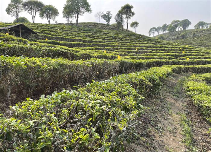 有关于一周速读：云茶实现千亿元目标、2021春茶产销、冰岛迎来新变局的热门资讯(2)