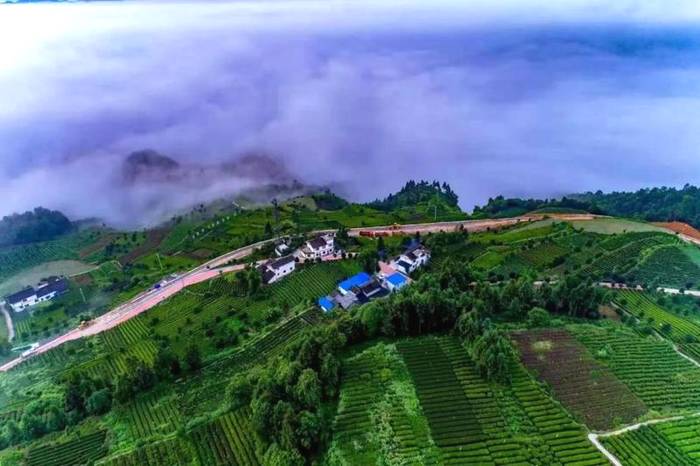 关于2025年，遵义力争茶业综合产值500亿元以上！的热门消息(2)