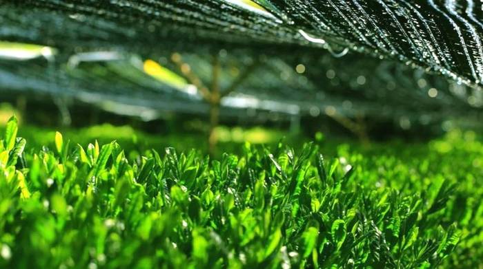 有关于抹茶应用的无限可能，造就欧标抹茶的完胜！的热门信息(12)