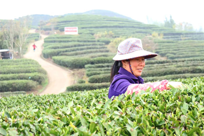 有关于福建政和白茶开采!产业发展拓宽农民增收路的热门消息(1)