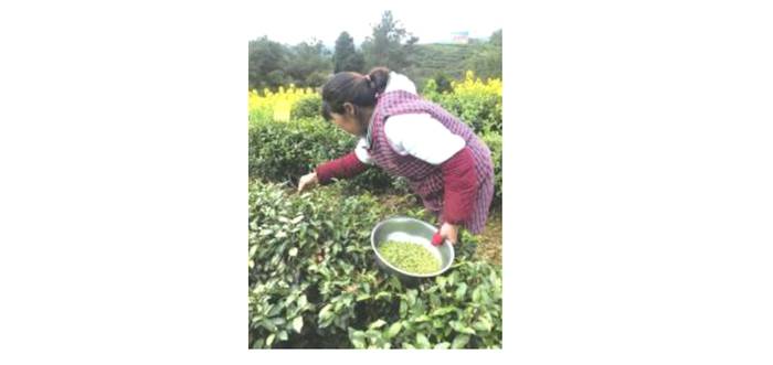 有关于打破绿茶一统天下 四川老茶区做出新特色的热门新闻