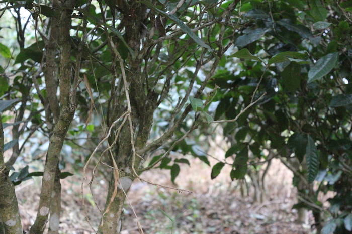 有关于普洱春茶发芽简报：大雪山豆腐寨茶园发芽情况的热门信息(12)