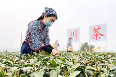 有关于雨水时节话春茶，快来看看全国各地开采春茶的最新情况吧的热门新闻(3)