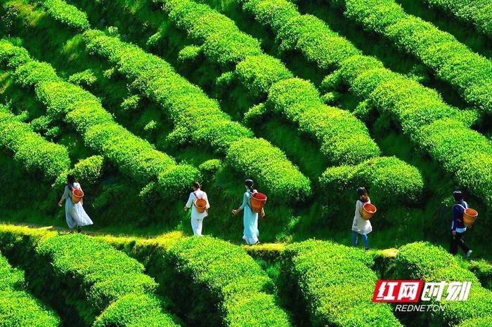 有关于益周美景 | 安化：采茶好时节 来把春天饮的消息(3)