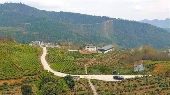 有关于四川泸州古蔺：以“茶”为媒，生态颜值变经济价值的新闻(3)