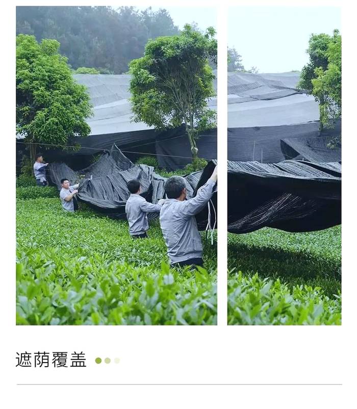 关于被央视新闻点赞的贵州抹茶,把中国抹茶带给世界的热门资讯(8)