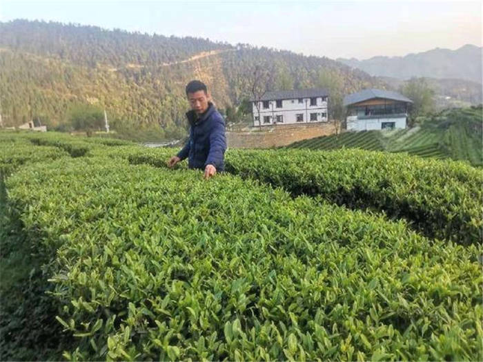 有关于四川泸州古蔺：以“茶”为媒，生态颜值变经济价值的新闻(1)