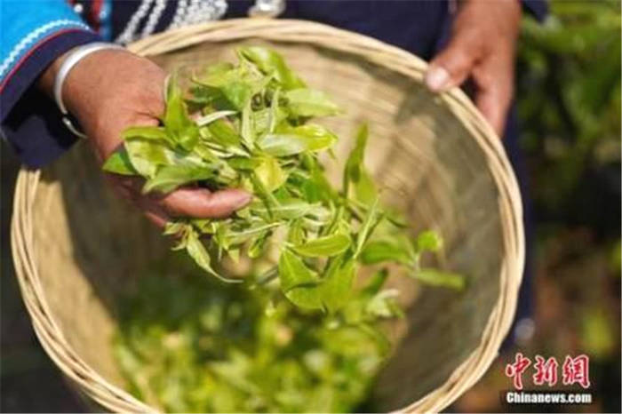 有关于云南普洱茶春茶陆续开采 量价齐升行情火热的最新消息(1)
