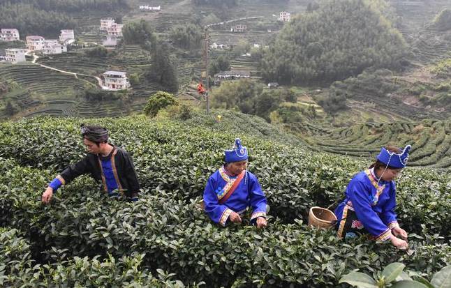 关于江西遂川：春茶加工“柴改电”茶旅融合促增收的最新信息