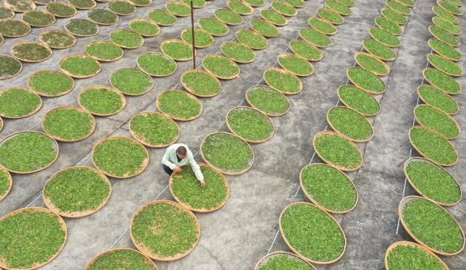 关于福鼎佳阳畲族乡 茶产业是当地乡村振兴的支柱产业的新闻(4)