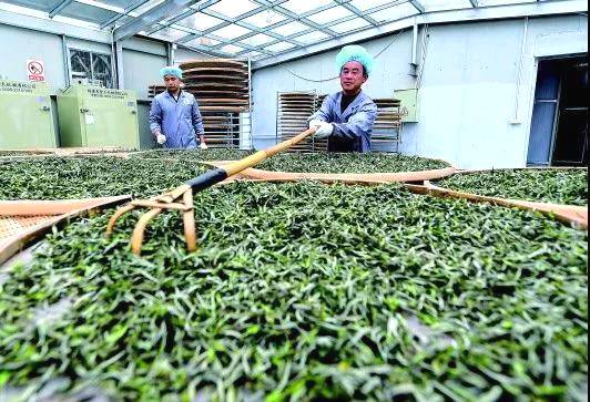 关于新华每日电讯:福鼎白茶茶中黑马,改变万千人生的信息(4)