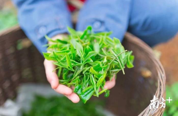 有关于4月1日即将举办英德红茶头采春茶节活动的资讯(2)