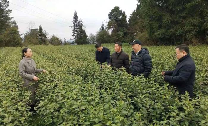 关于面对面交流 手把手传授 贵州绿茶·正安白茶加工技术培训班在正安县开班的热门消息