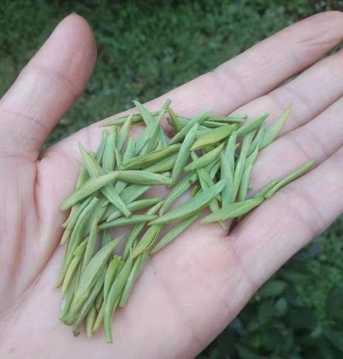 关于贵州多地春茶开采 茶农抢抓新春第一桶“金”的热门资讯(15)