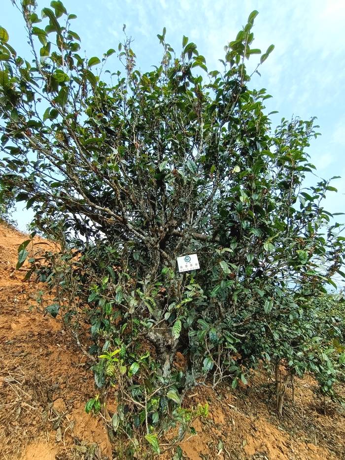 有关于普洱古树春茶发芽简报：大户赛茶园发芽良好，过几天就可以采摘了的热门新闻