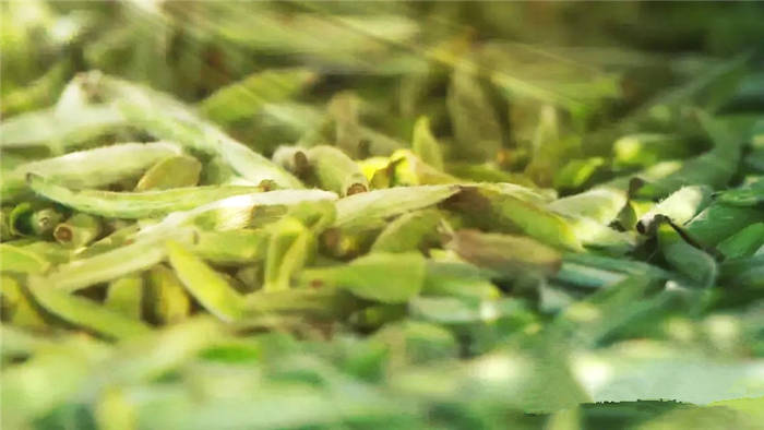 关于2021年长三角春茶茶情通报（第一期）的资讯(3)