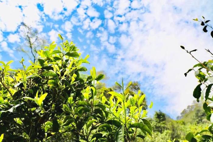 关于2021普洱五棵桩古茶园举行祭茶祖暨春茶开采仪式的信息(14)