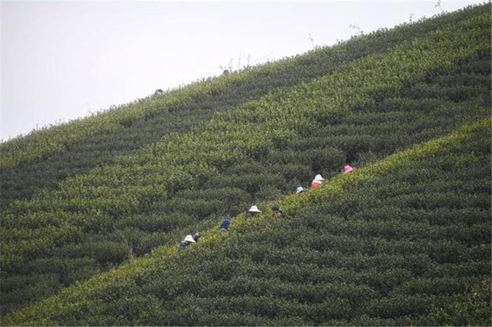 有关于春茶到！浙江几十个产茶区县春茶陆续开采的热门资讯(9)