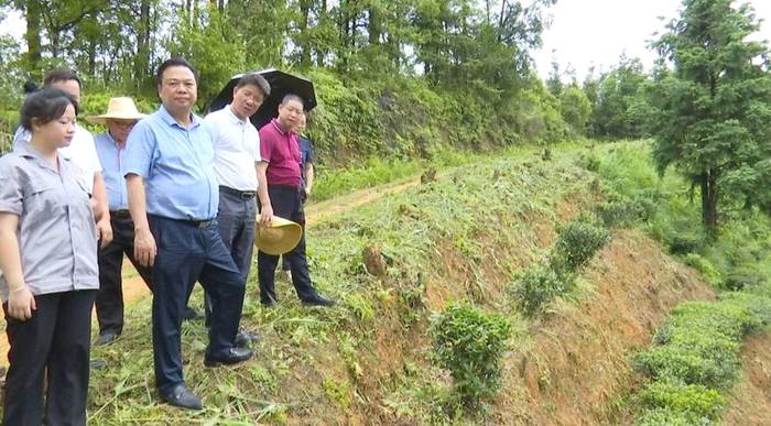 关于全面激发茶产业发展活力,市人大常委会调研组到苍梧县开展茶产业发展专题调研的最新信息(3)