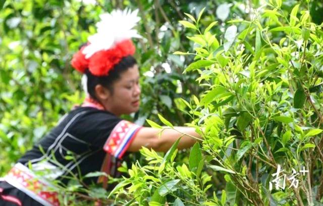 有关于连南马头冲村开采2021年清明高山千年古树茶的消息(7)