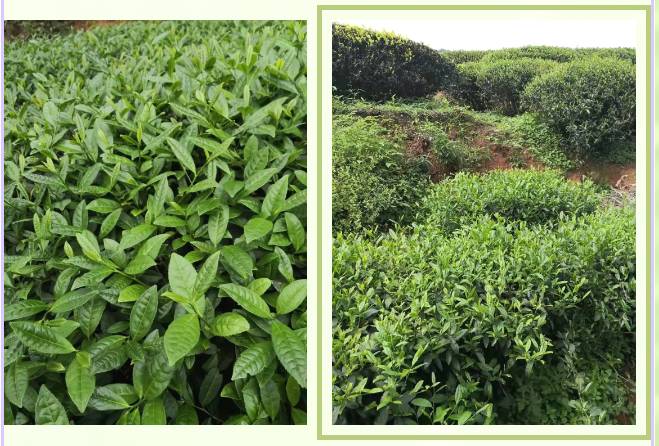 有关于【春茶采摘指数】尽享武夷风韵,武夷岩茶(黄观音)正式开采!的热门消息(6)