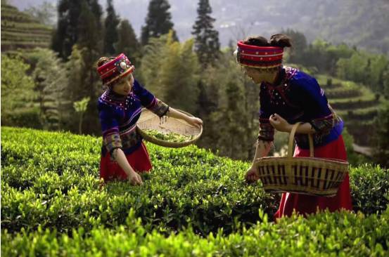 关于湖北恩施47.9万亩春茶全面开采 新茶可发往全国各地的资讯(1)