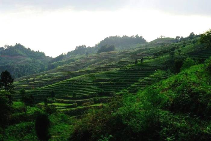 关于大湘西地区“潇湘”茶品牌的打造路径探析与效果研究的最新消息(8)