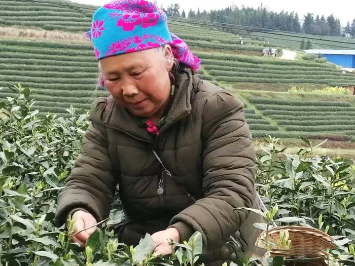 有关于贵州黎平：春茶黄金档，媒体喜帮忙（组图）的热门新闻(4)