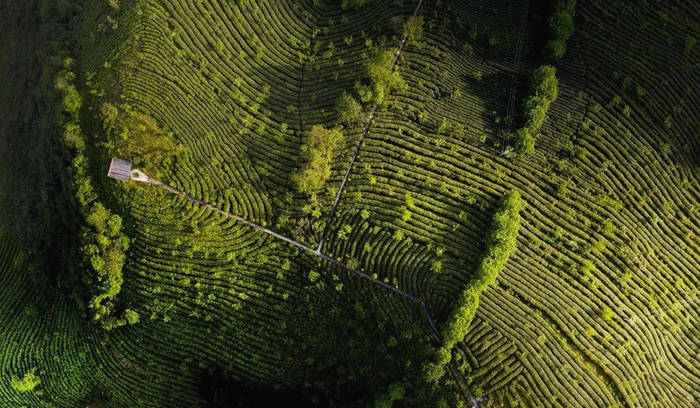 关于陕南茶业:绿染秦巴山川 成就“金山银山”的热门新闻(11)
