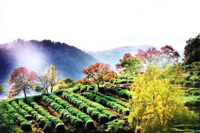 有关于茶，富了大悟老区，托起乡村振兴的希望！的热门资讯